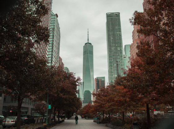 tree in city (Sean Valentine/Pexels)