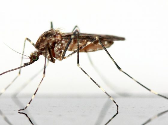mosquito (Mark Minge/Pixabay)