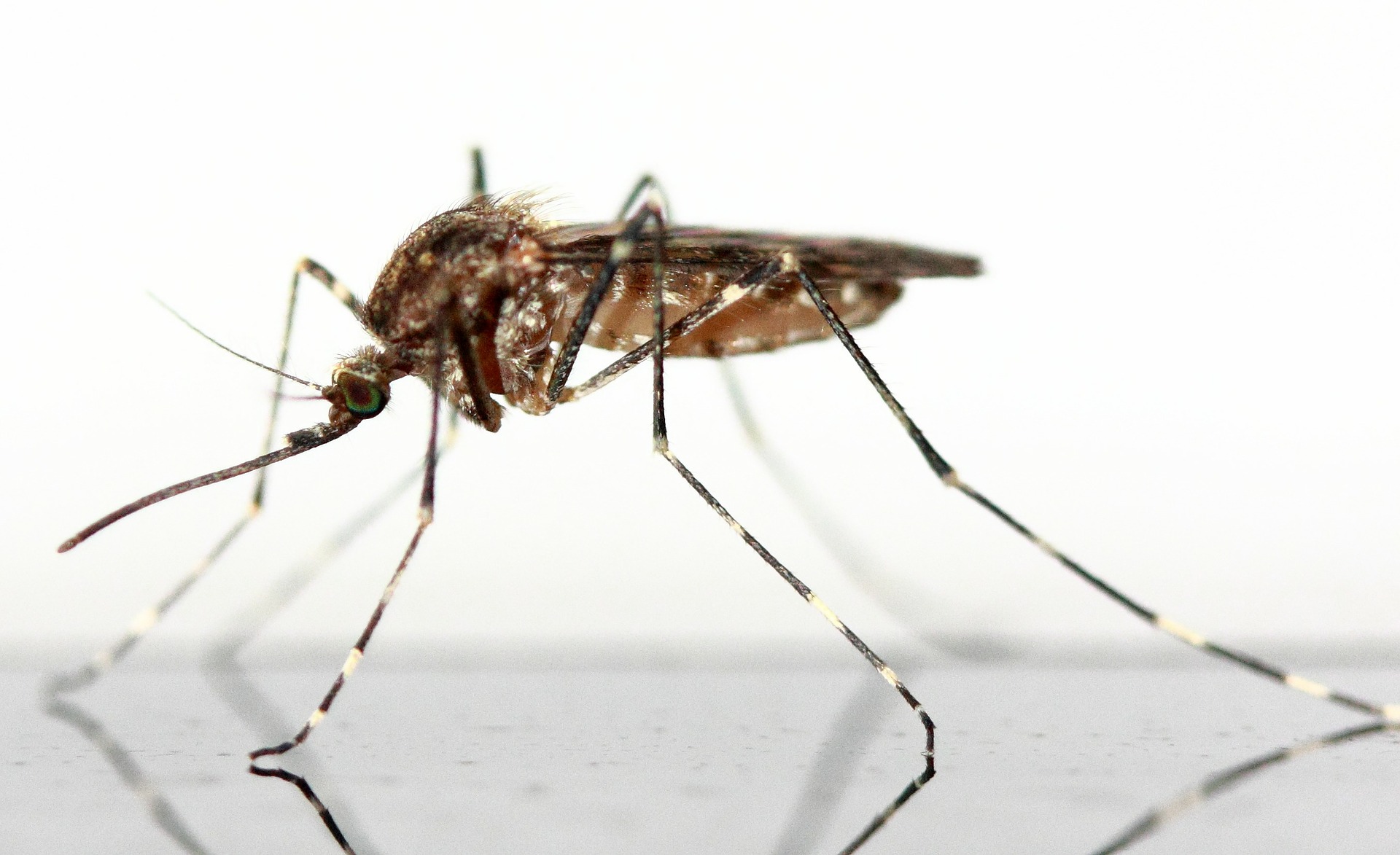 mosquito (Mark Minge/Pixabay)