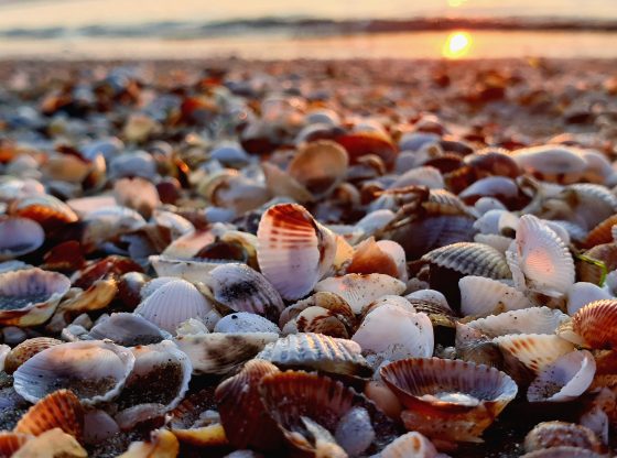 clam (Reka Roman/Unsplash)