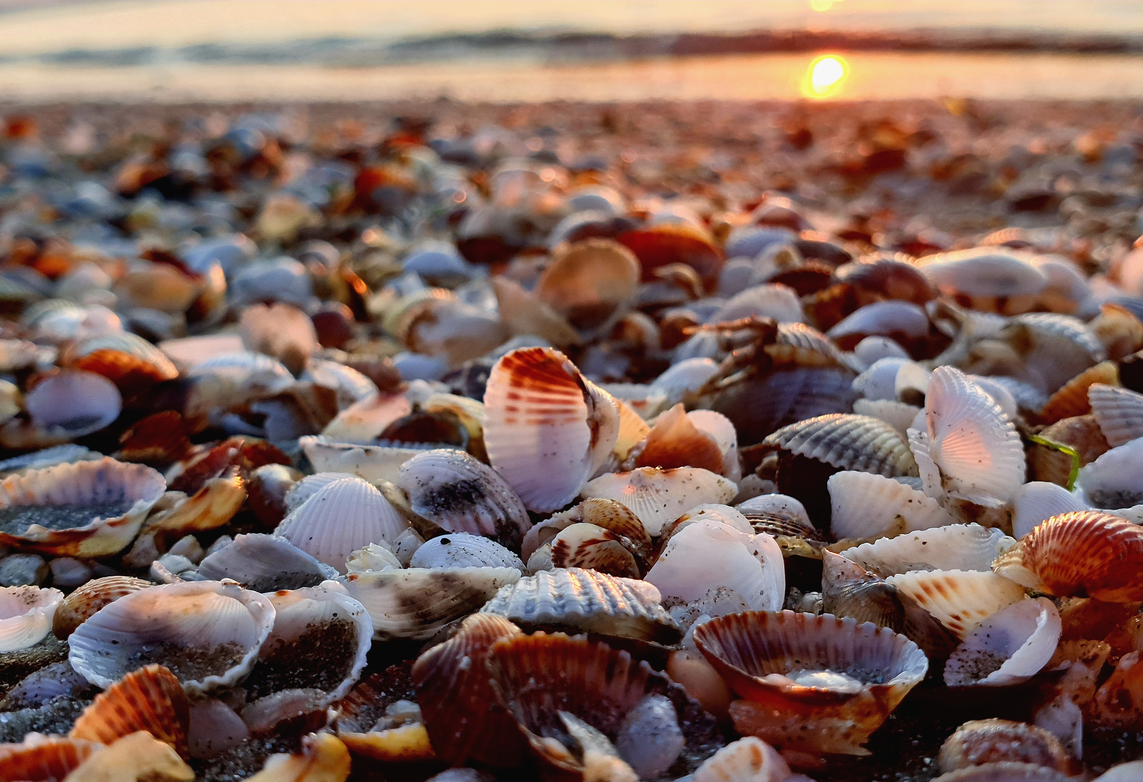 clam (Reka Roman/Unsplash)