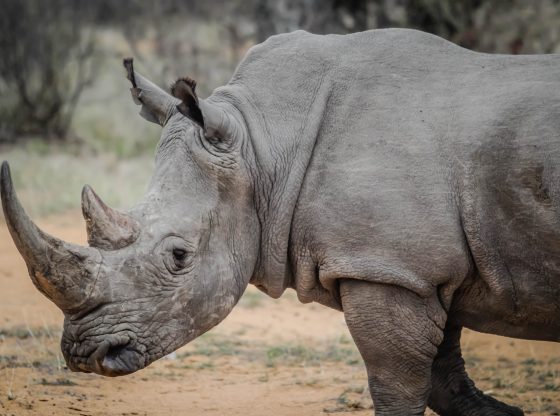africa-wildlife-wilderness-rhino (Photo by Casey Allen from Pexels)