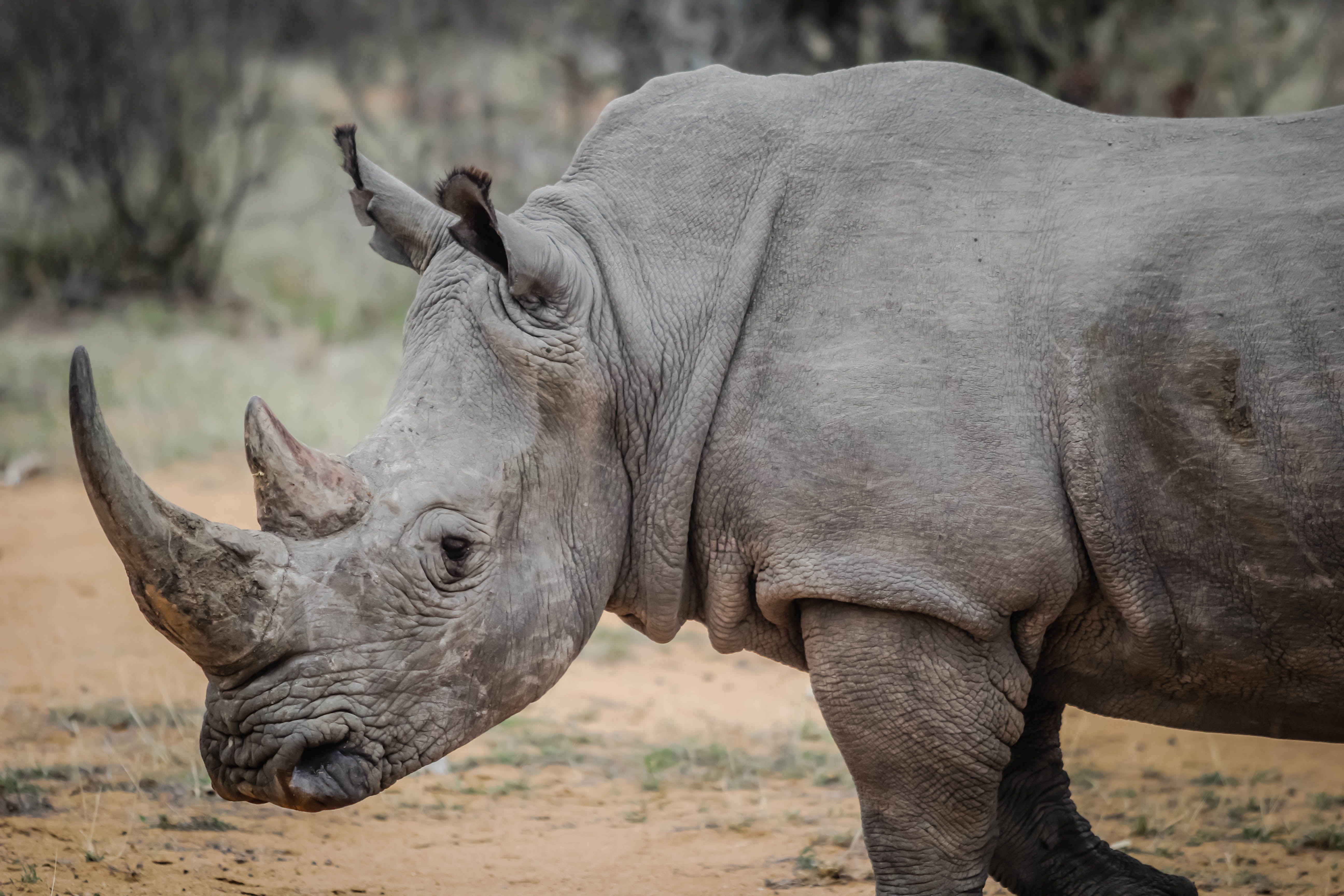 africa-wildlife-wilderness-rhino (Photo by Casey Allen from Pexels)