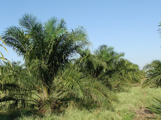 oil-palm-287878_1920 (Bishnu Sarangi from Pixabay)