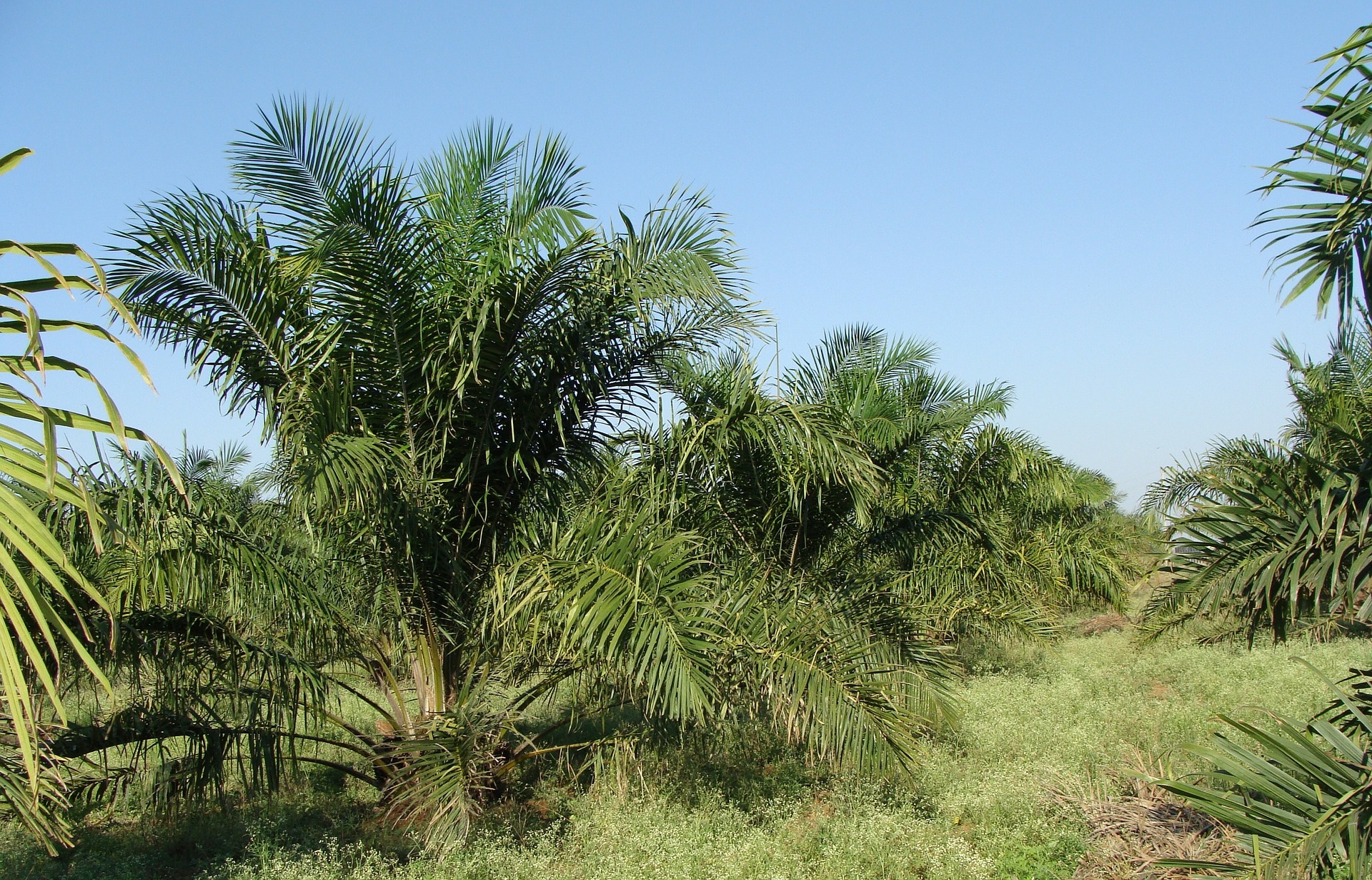 oil-palm-287878_1920 (Bishnu Sarangi from Pixabay)