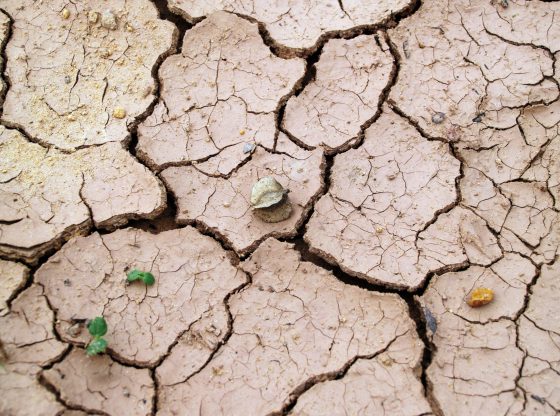 Drought (Photo by icon0.com from Pexels)