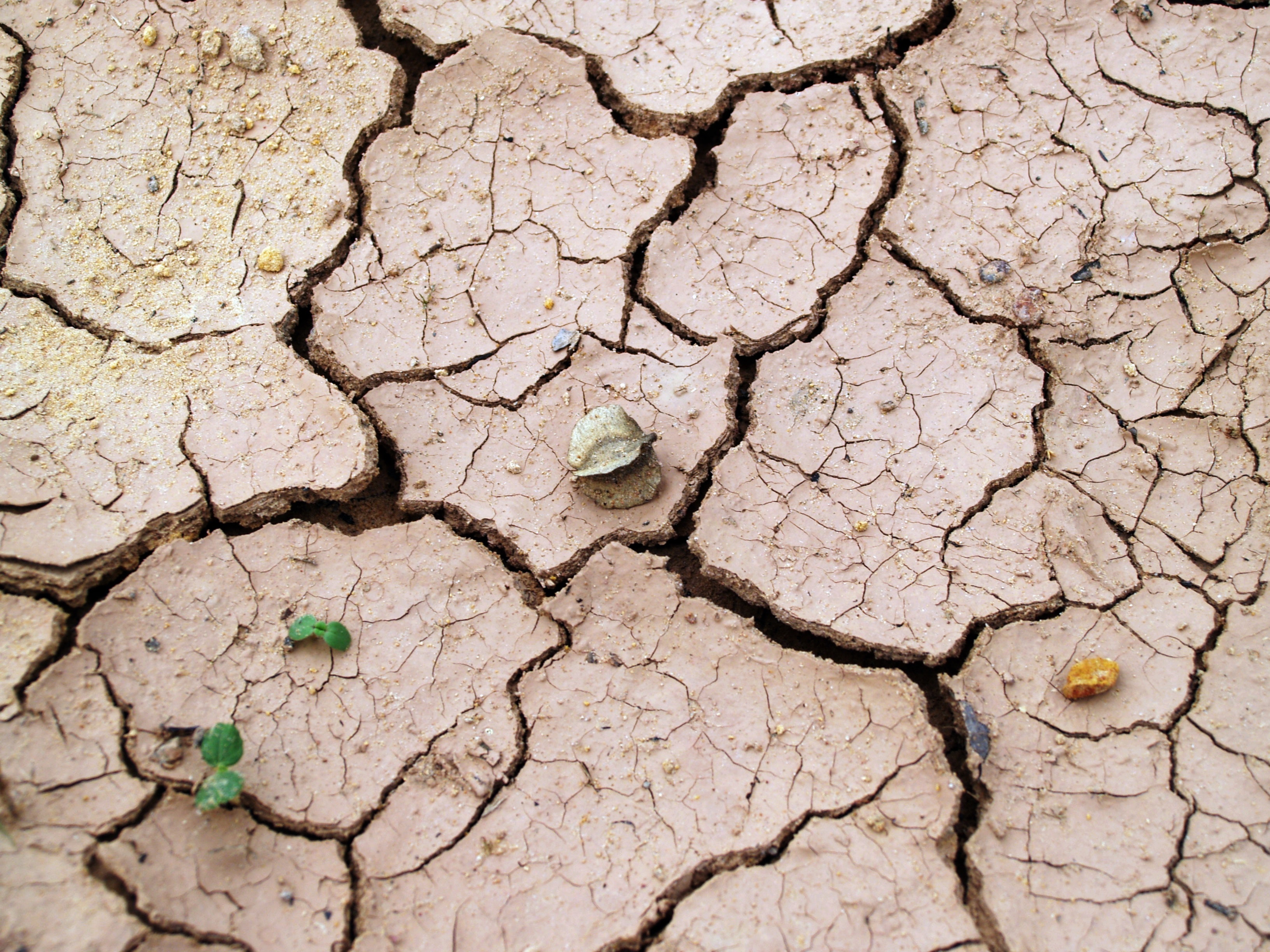 Drought (Photo by icon0.com from Pexels)