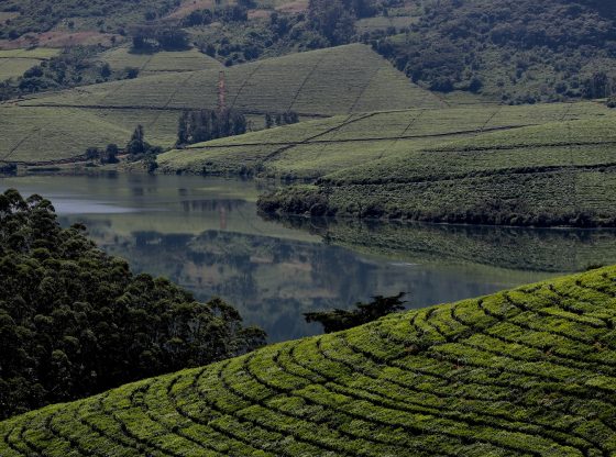 Zimbabwe farm (Photo by Tatenda Mapigoti on Unsplash)