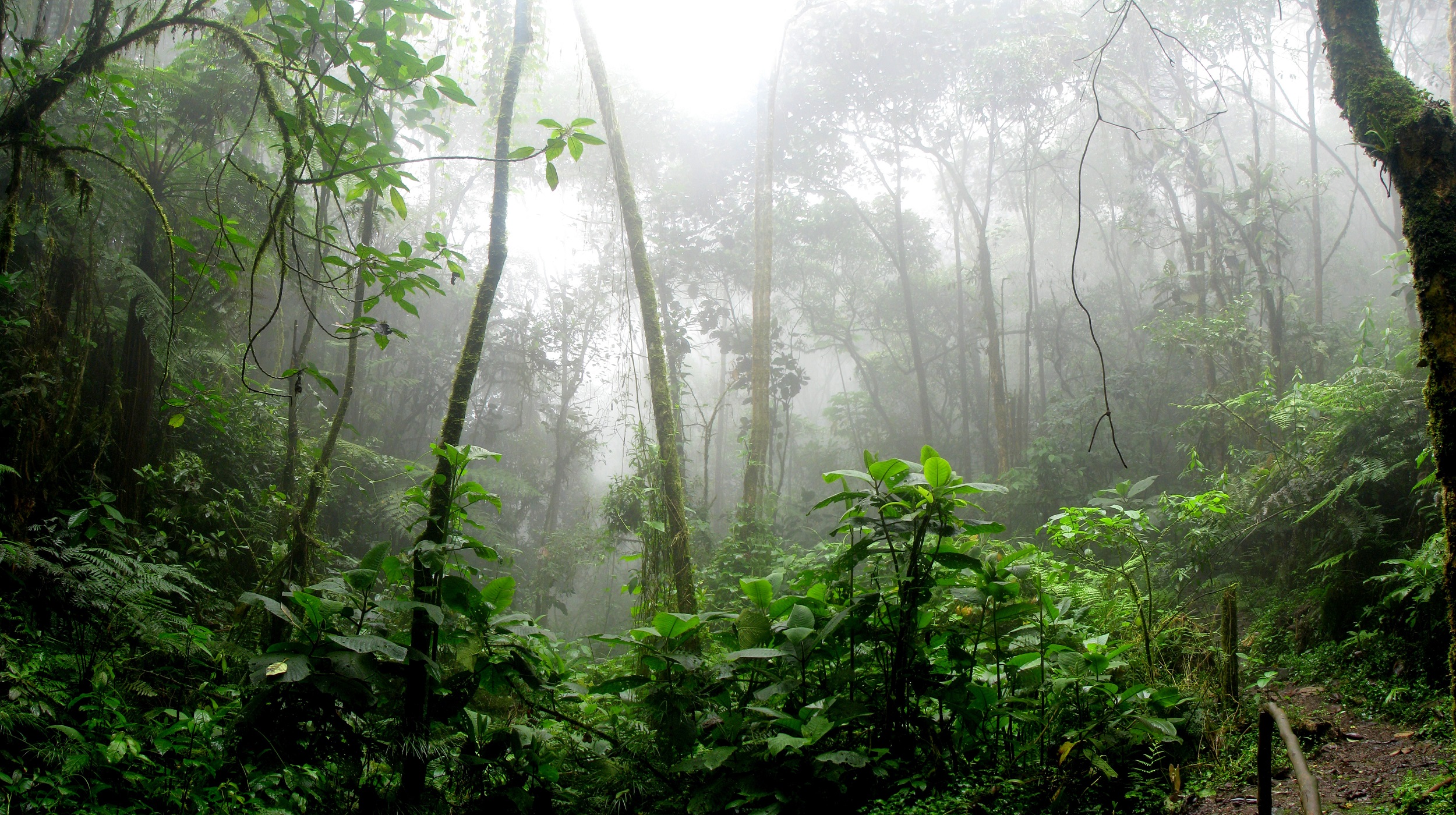 rainforest (David Riaño Cortés/Pexels)