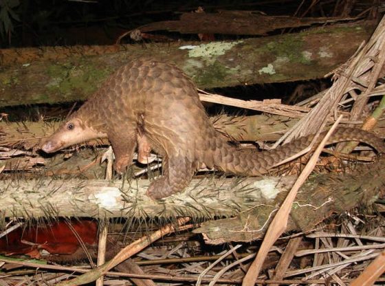 Pangolin (Piekfrosch / German Wikipedia, CC BY-SA)