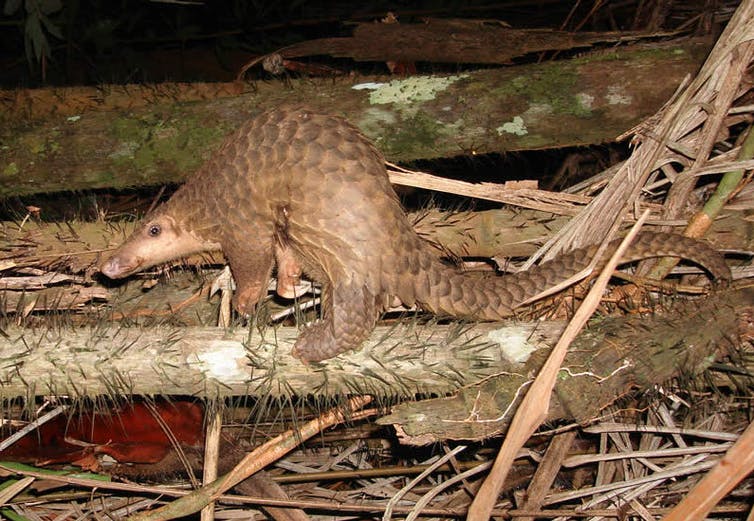 Pangolin (Piekfrosch / German Wikipedia, CC BY-SA)
