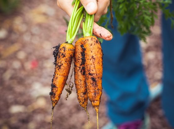 urban farming (Markus Spiske on Unsplash)