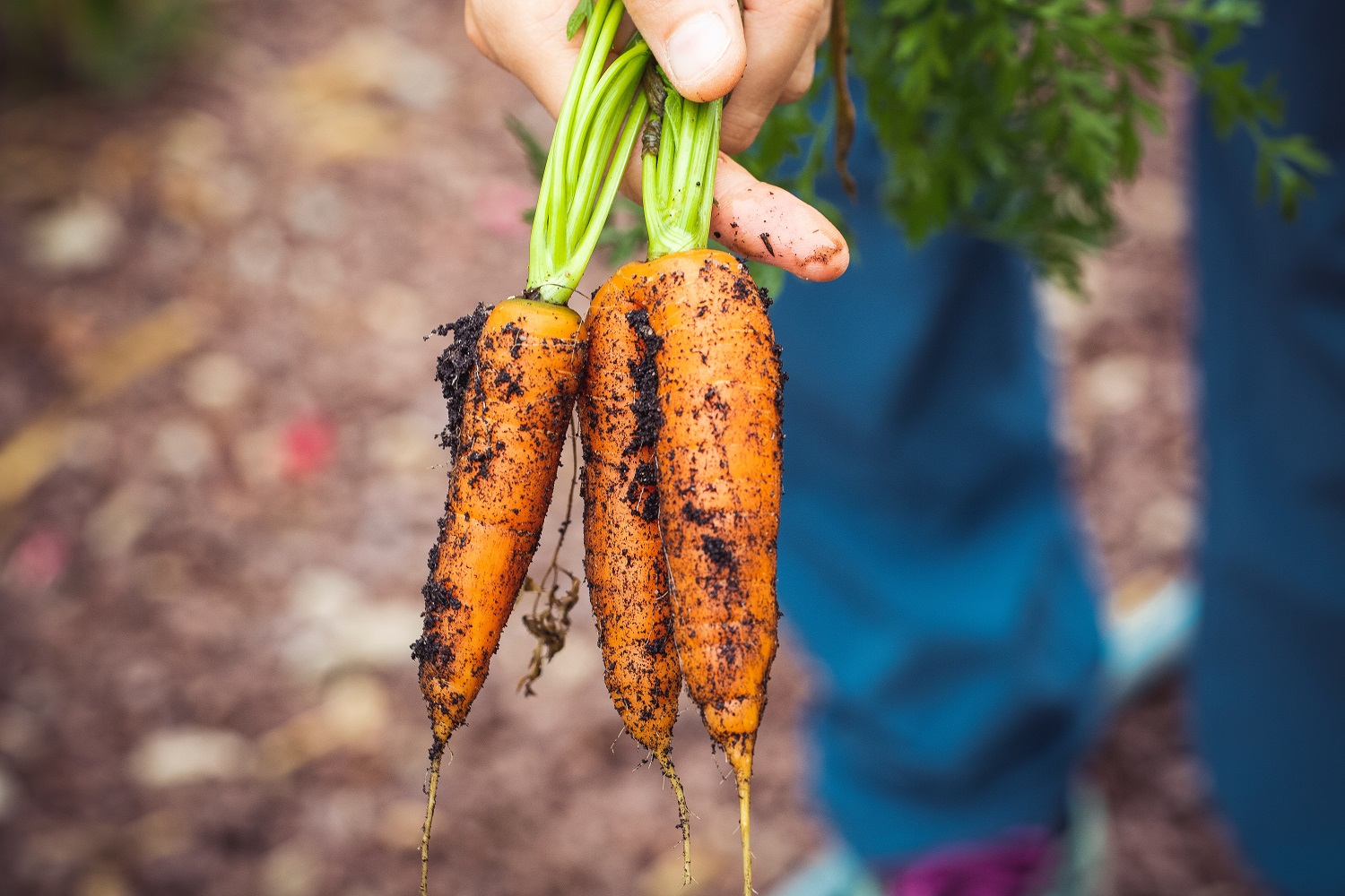 urban farming (Markus Spiske on Unsplash)