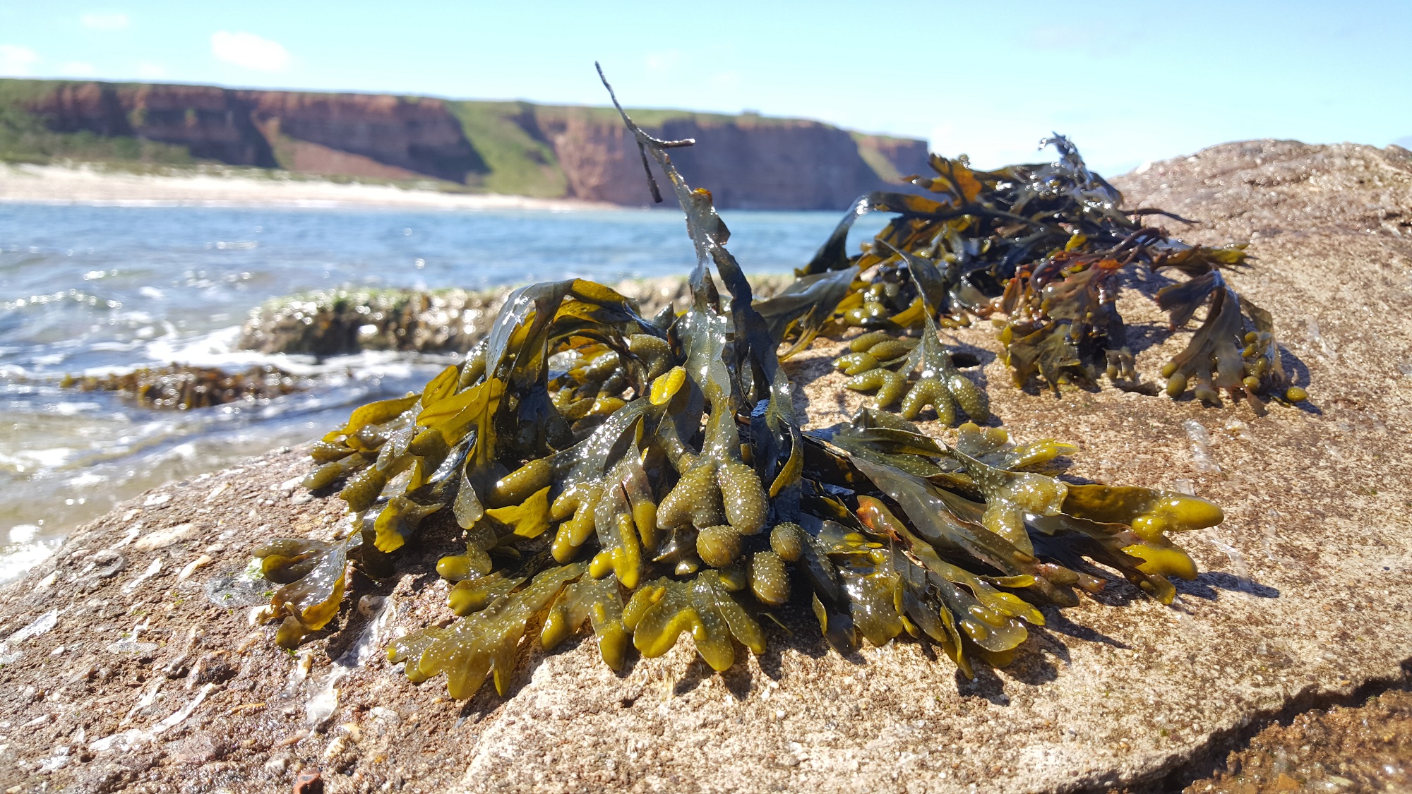 Brown algae (M. Schultz-Johansen/Max Planck Institute for Marine Microbiology)