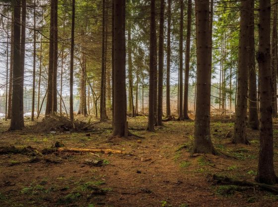Forest decline (Roman Averin on Unsplash)