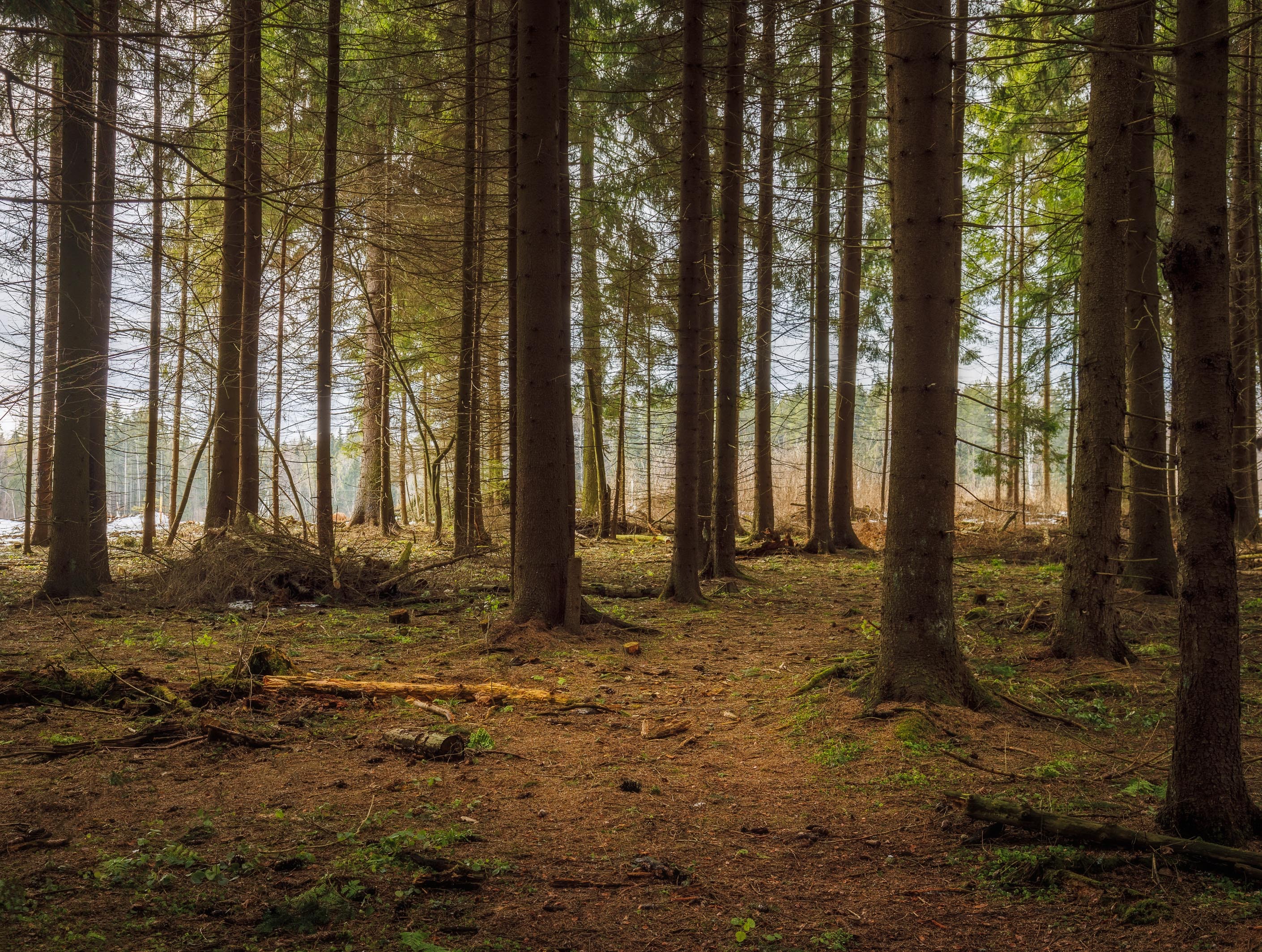 Forest decline (Roman Averin on Unsplash)