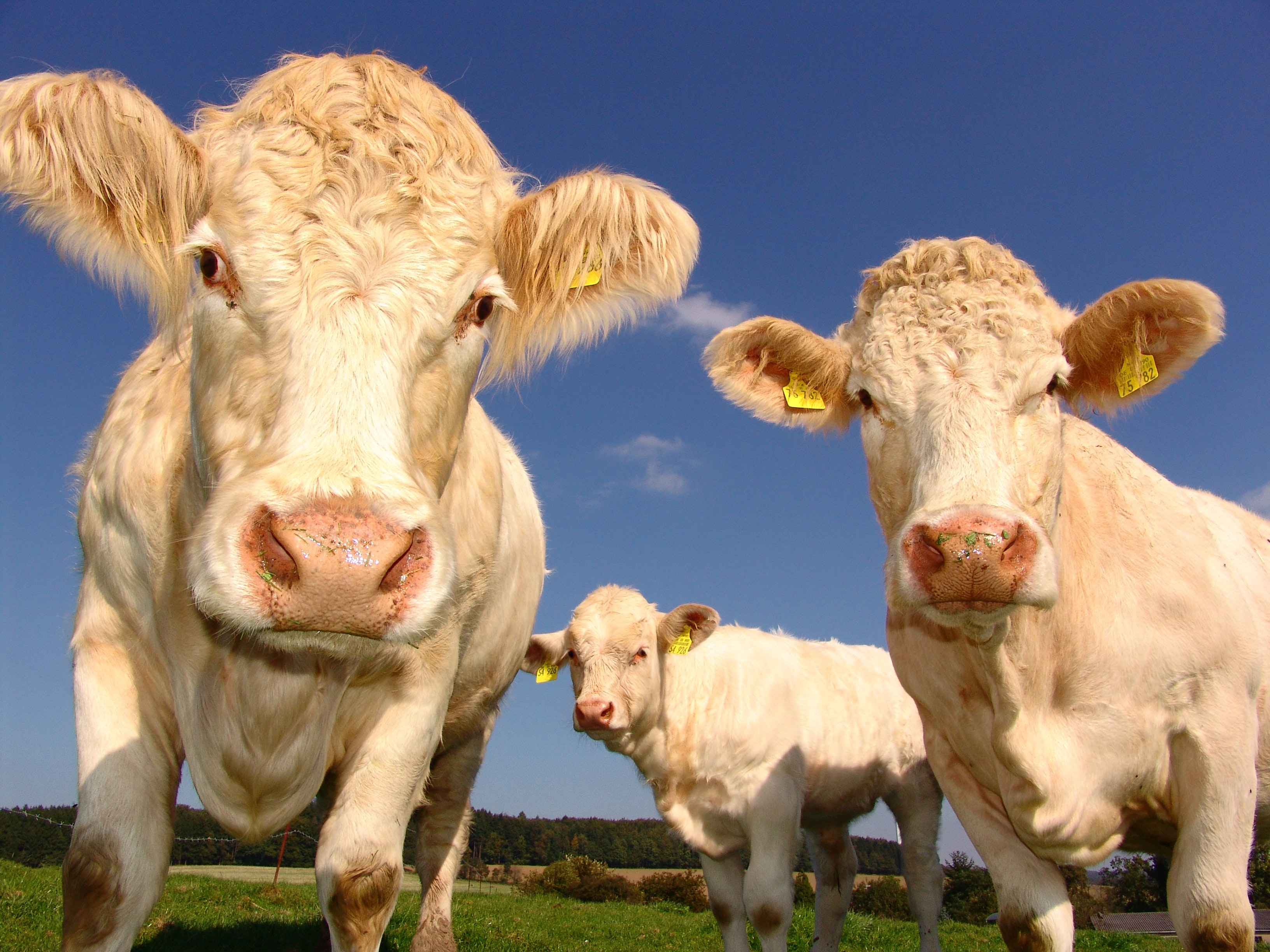 Cows (Pixabay)