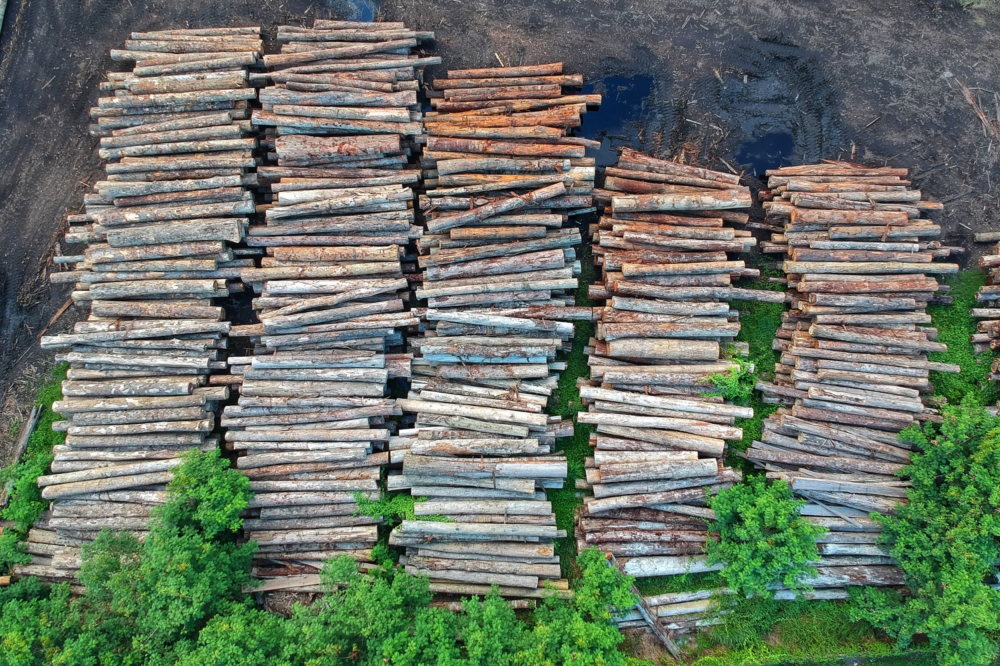 Deforestation (Pok Rie from Pexels)