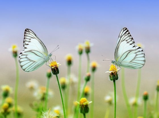 Butterfly (Ronny Overhate from Pixabay)