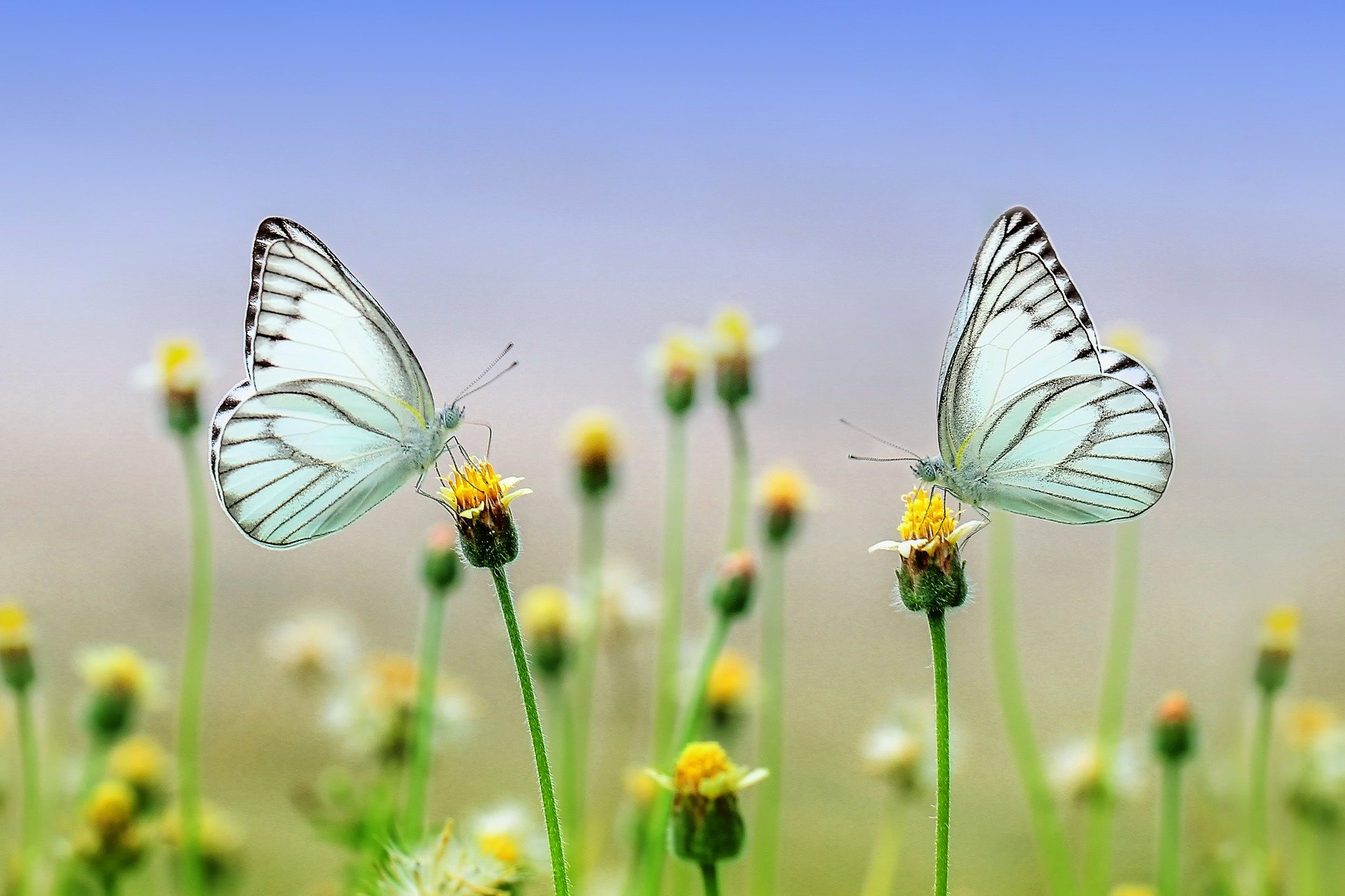 Butterfly (Ronny Overhate from Pixabay)