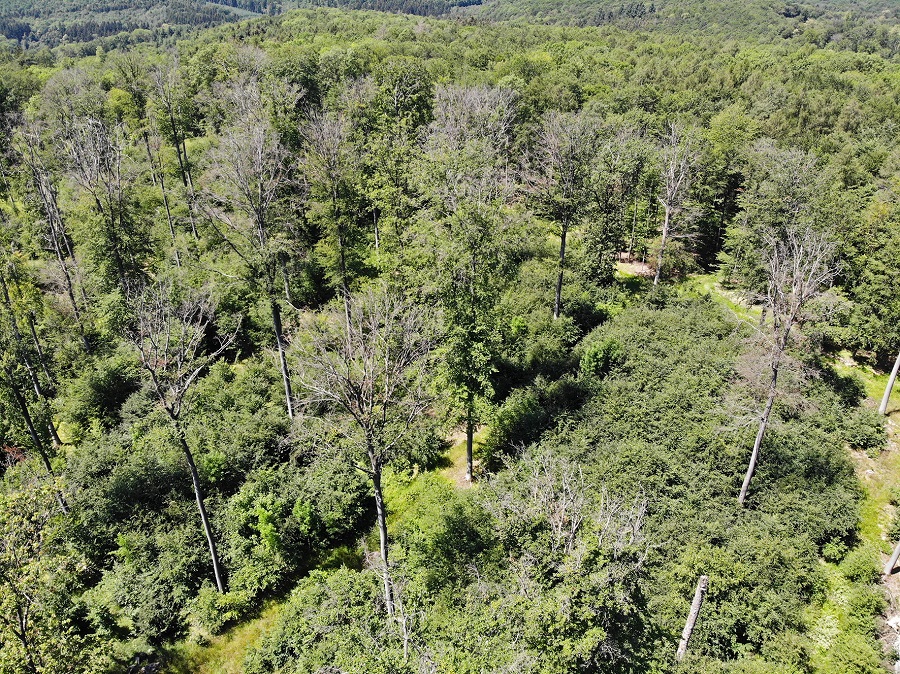 Dead old-growth beech trees in the forest of the University of Würzburg in the Steigerwald, 2019 (Martin Wegmann/University of Würzburg)
