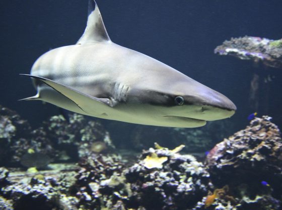 Shark (Andrea Bohl from Pixabay)