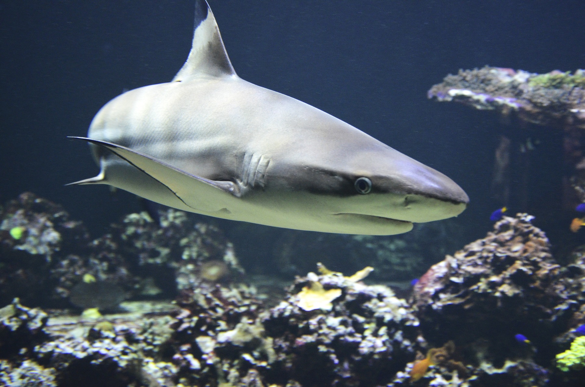 Shark (Andrea Bohl from Pixabay)