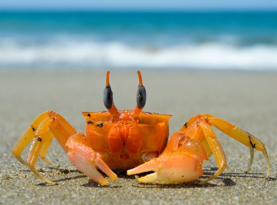 Krabbe (Franklin Medina from Pixabay)