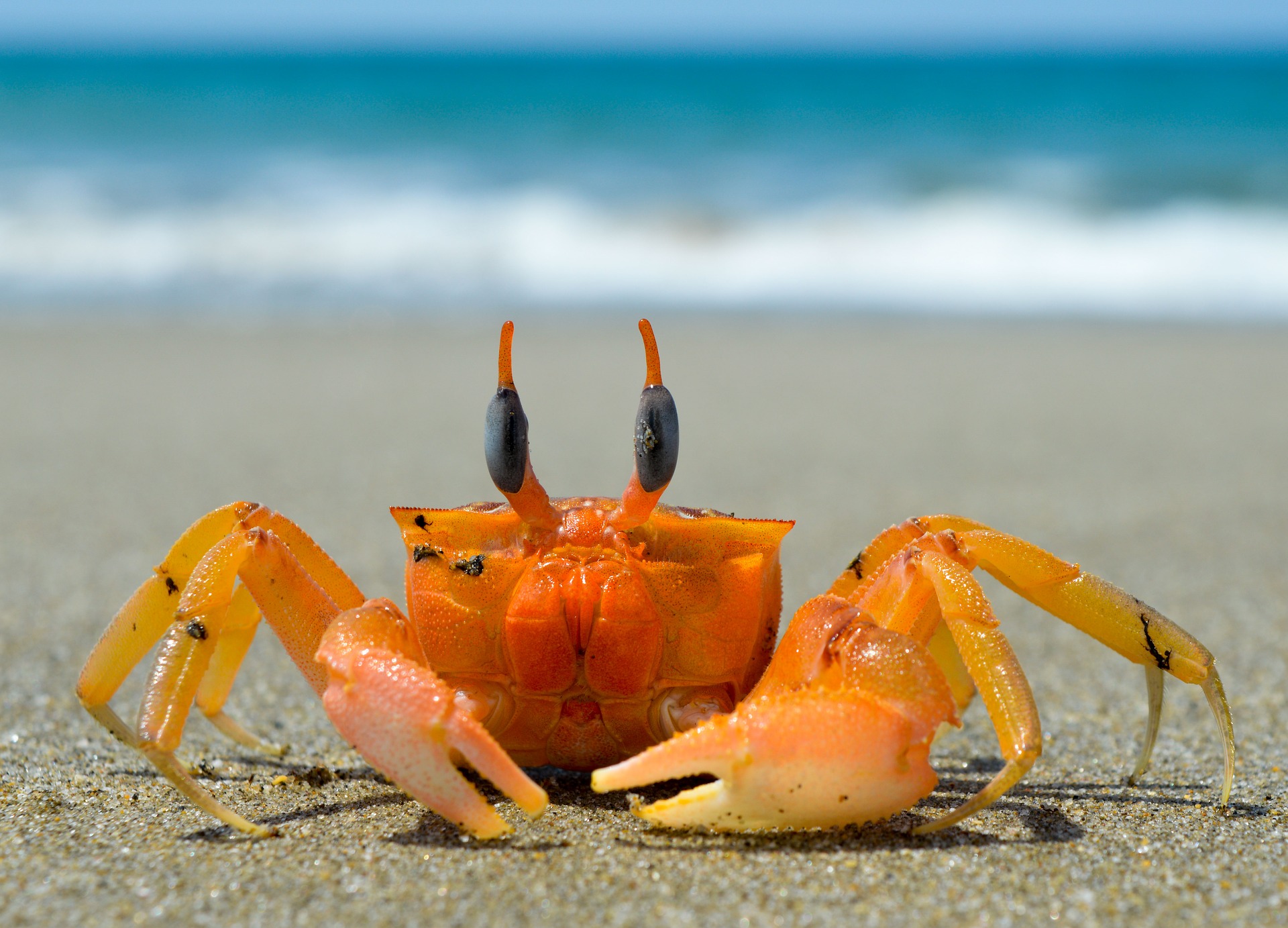 Krabbe (Franklin Medina from Pixabay)