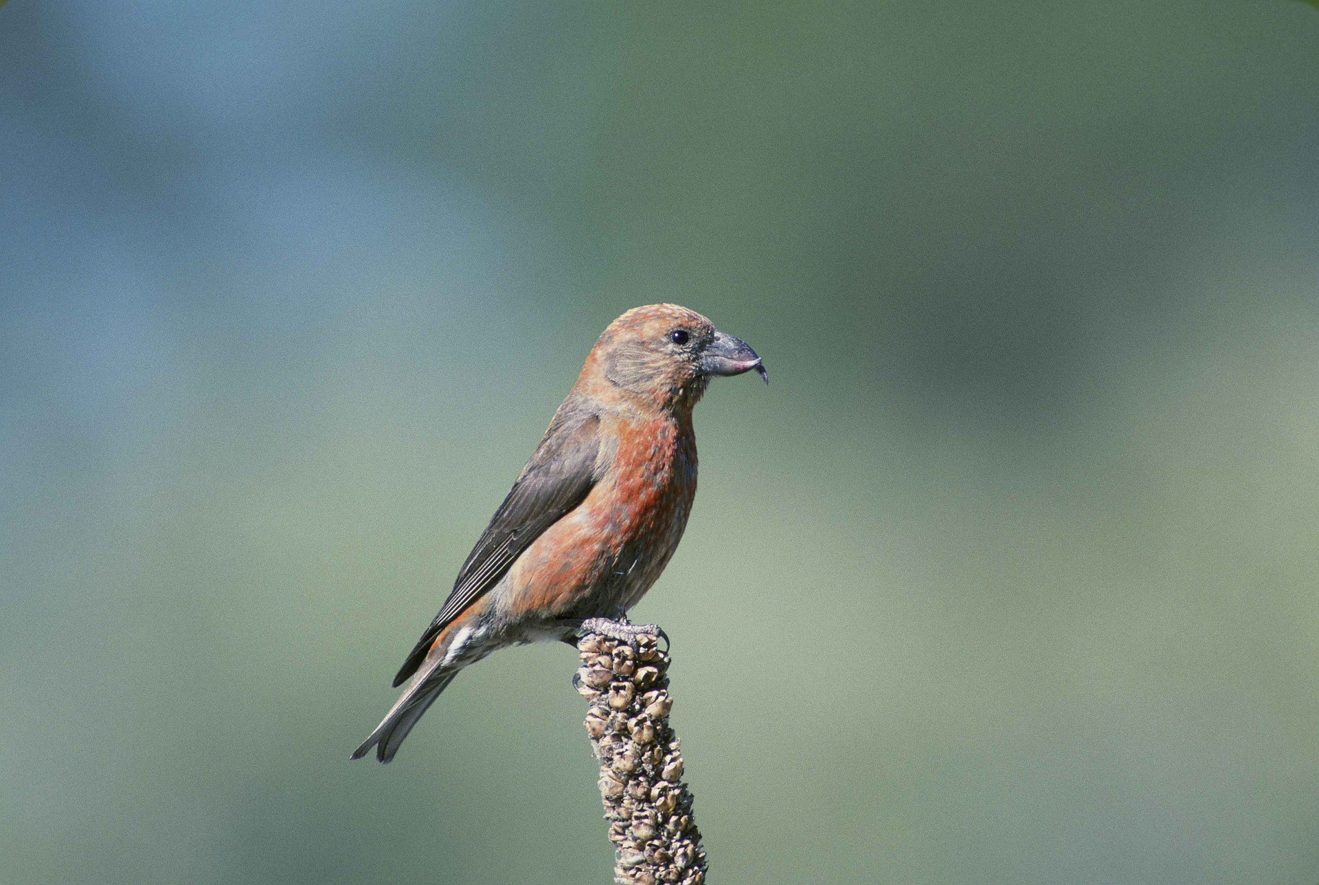 Crossbill (PublicDomainImages from Pixabay)