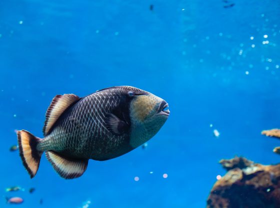 Fish (Jimmy Chan from Pexels)