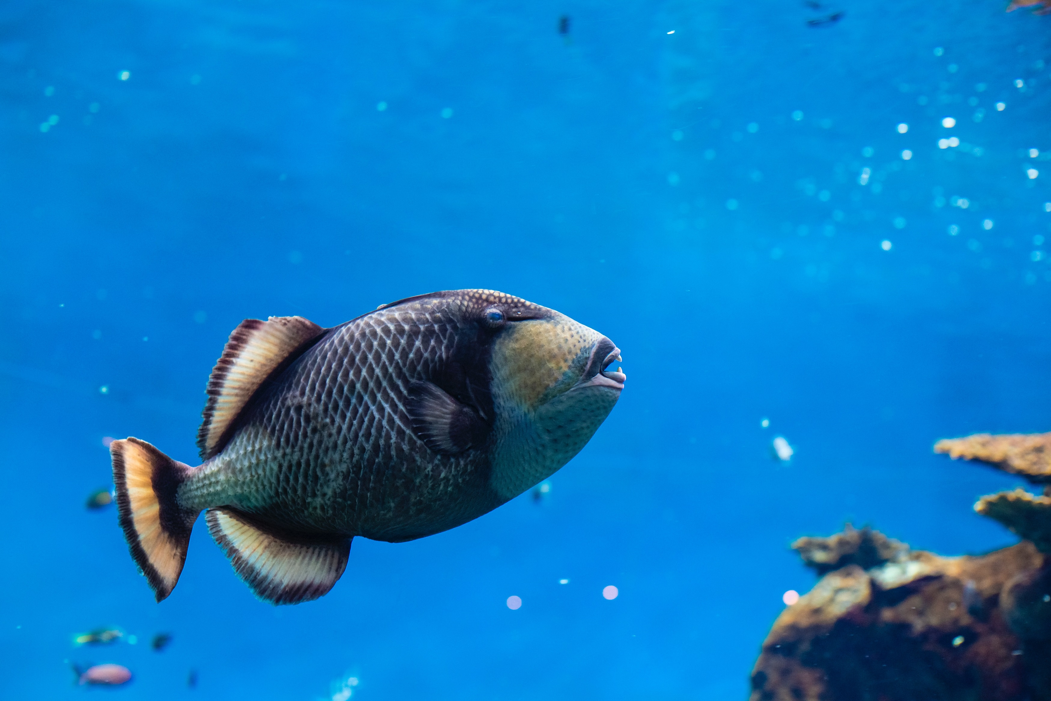 Fish (Jimmy Chan from Pexels)