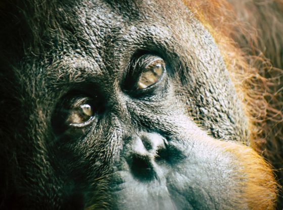 Orangutan (Chris F from Pexels)