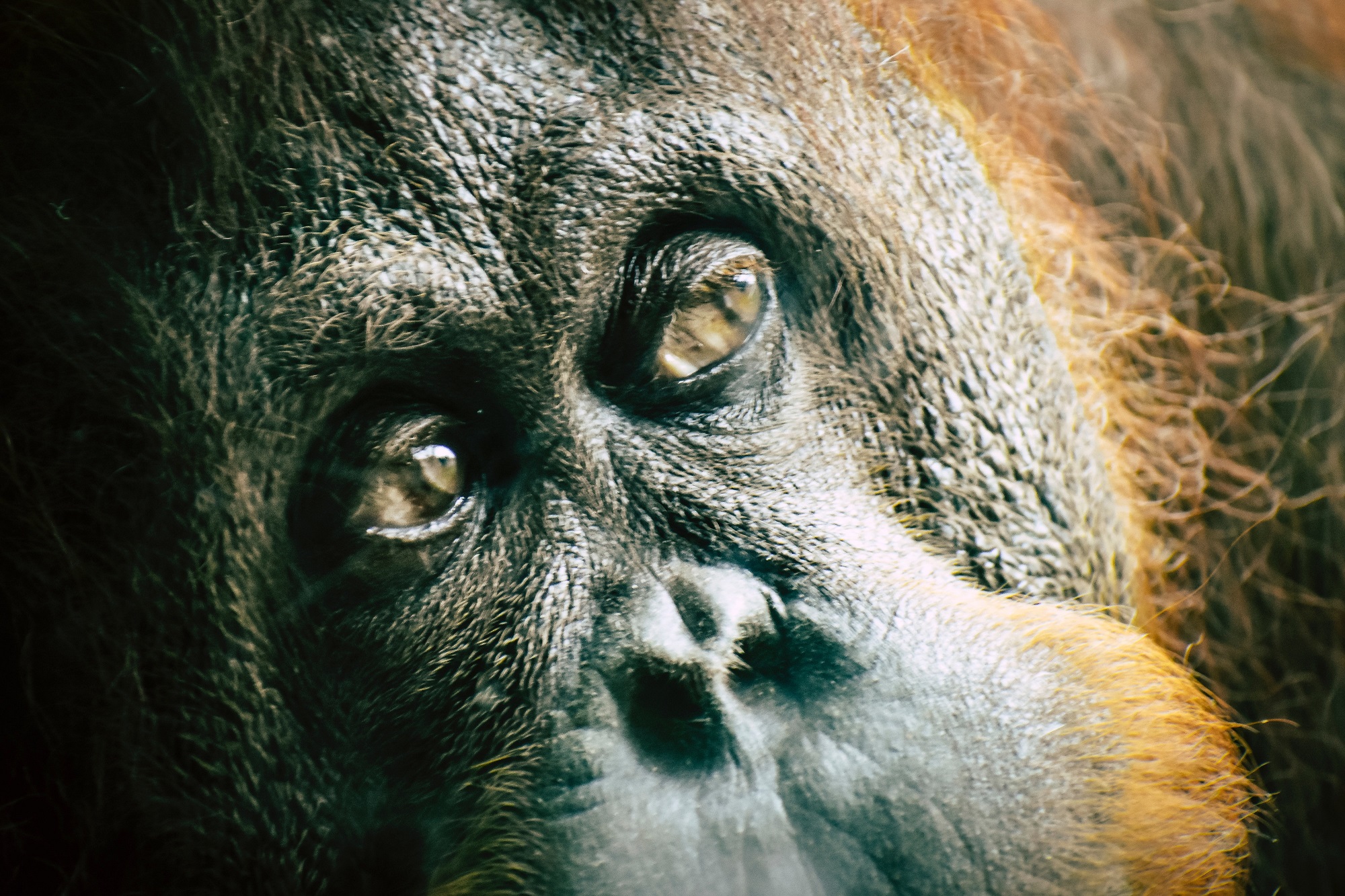 Orangutan (Chris F from Pexels)