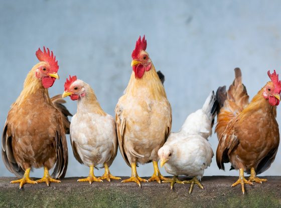Chicken (Xuân Tuấn Anh Đặng from Pixabay)