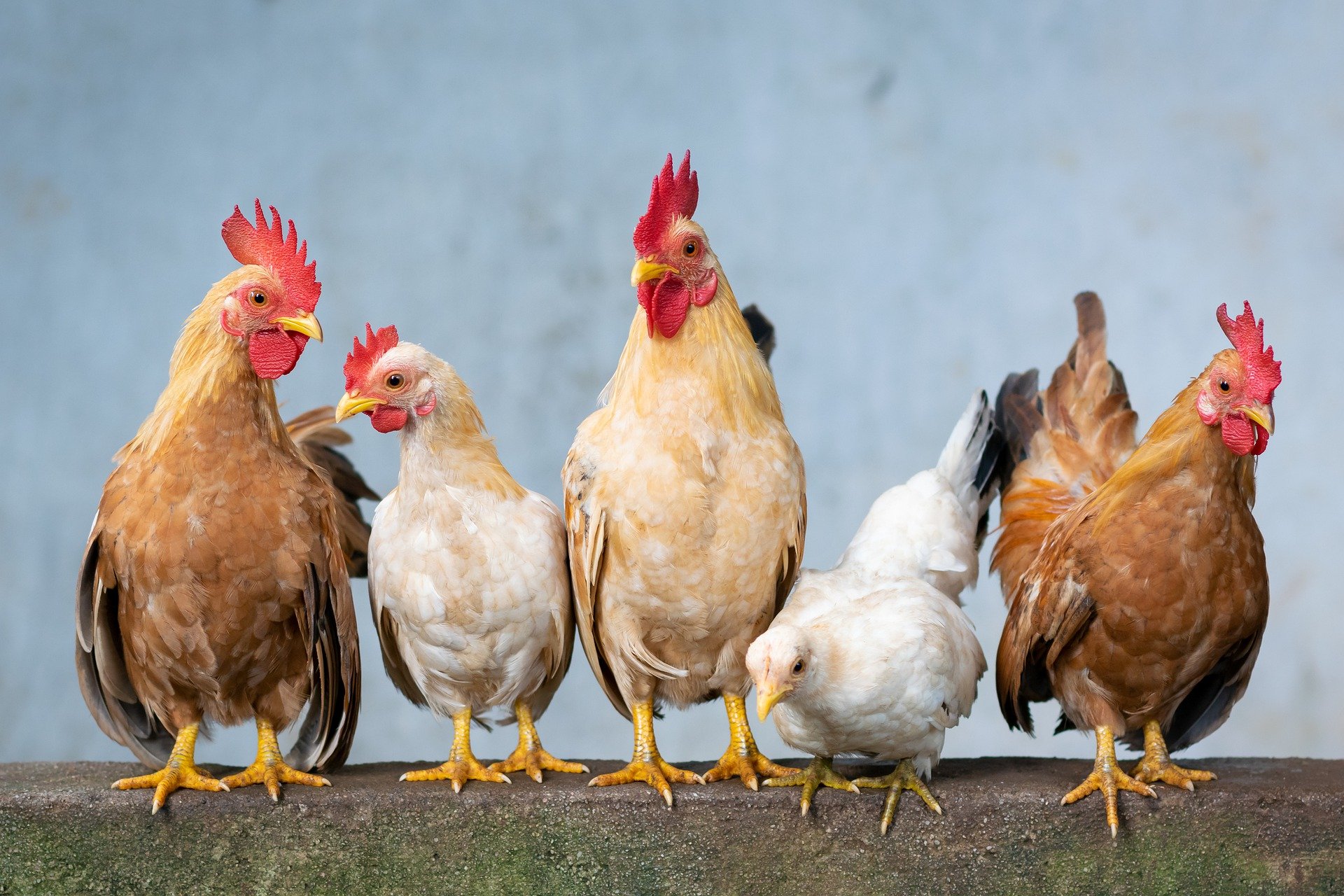 Chicken (Xuân Tuấn Anh Đặng from Pixabay)