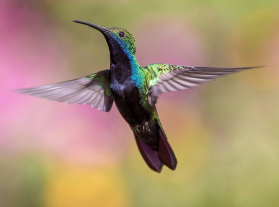Wildlife (Pexels from Pixabay)