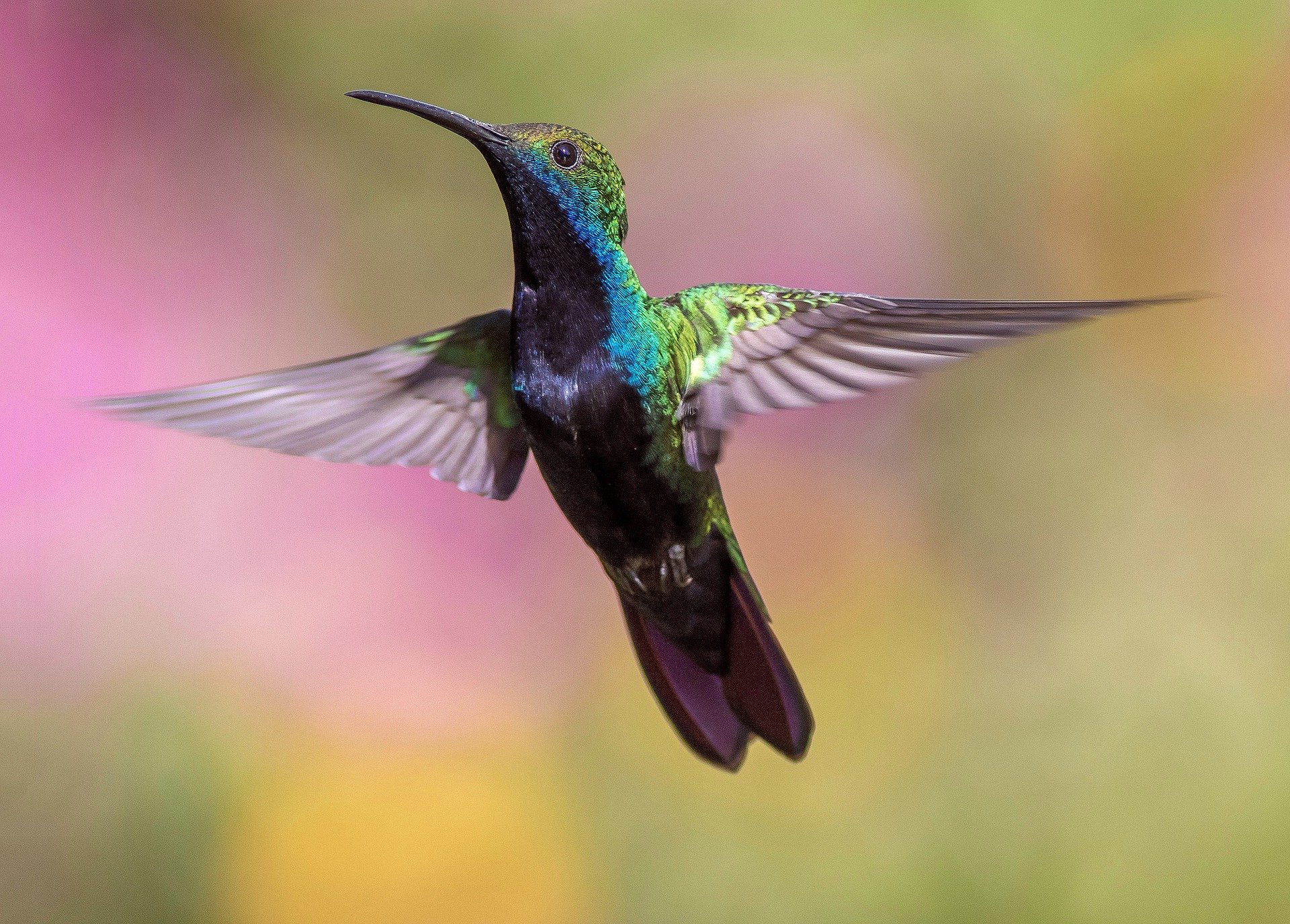 Wildlife (Pexels from Pixabay)