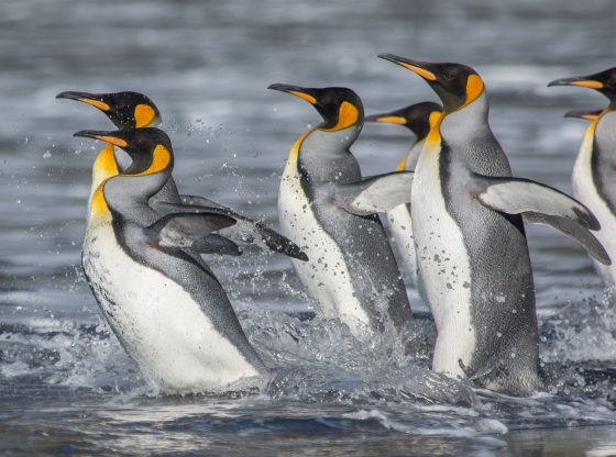 King penguins (Ryan R. Reisinger, CEBC)