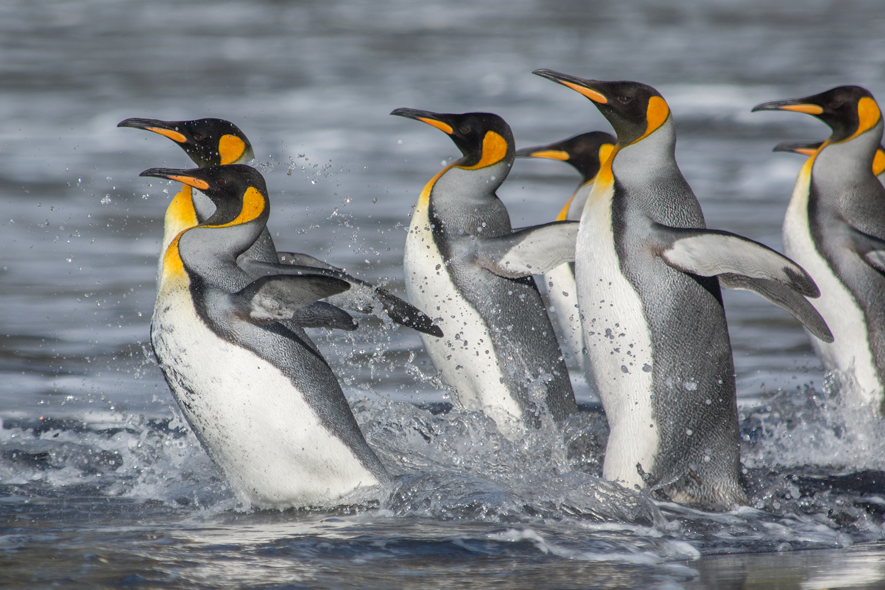 King penguins (Ryan R. Reisinger, CEBC)